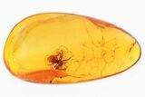 Detailed Fossil Spider (Araneae) In Baltic Amber #300740-1